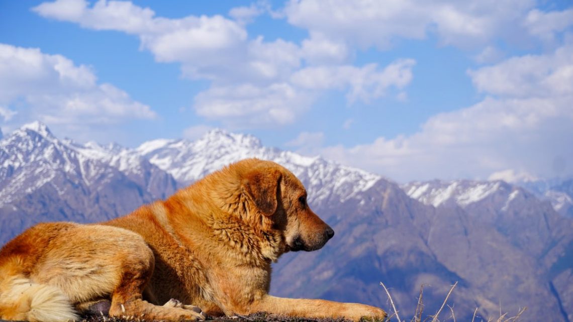 Golden dog resting with breathtaking view of snowy Himalayas in Salud Dugra, Uttarakhand.