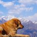 Golden dog resting with breathtaking view of snowy Himalayas in Salud Dugra, Uttarakhand.